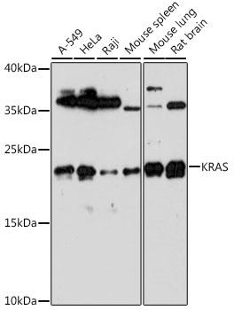 Western blot analysis of extracts of various cell lines, using KRAS antibody at 1:1000 dilution.
Secondary antibody: HRP Goat Anti-Rabbit IgG (H+L) at 1:10000 dilution.
Lysates/proteins: 25ug per lane.
Blocking buffer: 3% nonfat dry milk in TBST.
Detection: ECL West Pico.
Exposure time: 90s.