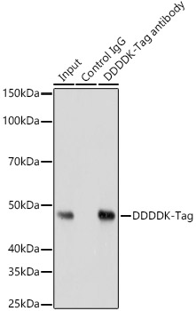 Immunoprecipitation analysis of 200ug extract cell lysate from 293T cells transfected with GSK3B expression vector containing a DDDDK-Tag with 3 μg Mouse anti DDDDK-Tag mAb antibody.Western blot was performed from the immunoprecipitate using Mouse anti DDDDK-Tag mAb antibody.
