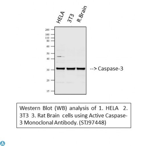 Western Blot analysis of 1. HELA 2.0 3T3 Rat Brain cells using Active Casapse-3 Monoclonal Antibody