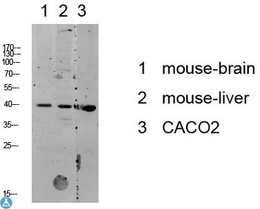 Western blot analysis of various lysate, antibody was diluted at 1000. 
Secondary antibody was diluted at 
1: 20000.