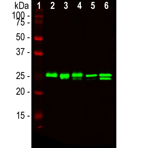Western blot analysis of lysates from different cell lines probed with mouse mAb to high mobility group protein B1, (HMGB1),  dilution 1:2,000: [1] protein standard, [2] NIH-3T3, [3] C6, [4] HEK293, [5] HeLa, and [6] SH-SY5Y. The 25kDa band revealed by antibody corresponds to the HMGB1 protein.