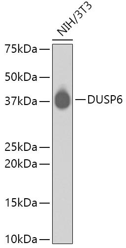 Western blot analysis of extracts of NIH/3T3, using DUSP6 antibody.
Secondary antibody: HRP Goat Anti-Rabbit IgG (H+L) at 1:10000 dilution.
Lysates/proteins: 25ug per lane.
Blocking buffer: 3% nonfat dry milk in   TBST.