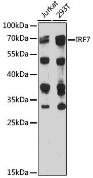 Western blot analysis of extracts of
various cell lines, using IRF7 antibody
at 1:1000 dilution.
Secondary antibody: HRP Goat Anti-
Rabbit IgG (H+L) at 1:10000
dilution.
Lysates/proteins: 25ug per lane.
Blocking buffer: 3% nonfat dry milk in
TBST.
Detection: ECL West Pico Plus.      
Exposure time: 15s.