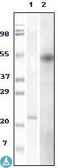 Western Blot (WB) analysis using FoxP3 Monoclonal Antibody against truncated Foxp3 recombinant (1) and HEK293 cell lysate (2).