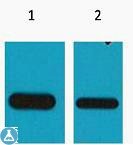 Western Blot (WB) analysis 
of Recombinant protein,
 diluted at 1) 1:2,500, 
2) 1:5000