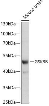 Western blot analysis of extracts of
mouse brain, using GSK3B antibody at 1:1000 dilution.
Secondary antibody: HRP Goat Anti- Rabbit IgG (H+L)at 1:10000
dilution.
Lysates/proteins: 25ug per lane.
Blocking buffer: 3% nonfat dry milk in TBST.
Detection: ECL West Pico Plus.
Exposure time: 90s.