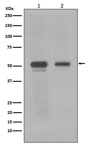Western blot analysis of MYC using anti-MYC antibody in 1) Jurkat cell lysate;(2) K562 cell lysate..
The membrane was incubated with rabbit anti-MYC antigen affinity purified polyclonal antibody at 1ug/mL overnight at 4°C, then washed with TBS-0.1%Tween 3 times with 5 minutes each and probed with a goat anti-Rabbit IgG IgG-HRP secondary antibody at a dilution of 1:10000 for 1.5 hour at RT. The signal is developed using an ECL West Pico Plus. A specific band was detected for MYC.