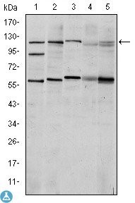 Western Blot (WB) analysis using HIF-1alpha Monoclonal Antibody against Cos7 (1), HeLa (2), Jurkat (3), RAJI (4) and NIH/3T3 (5) cell lysate.
