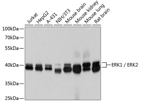 Review for ERK1 / ERK2 Mouse mAb
Experiment Type Western blot (WB)
Sample mouse cells