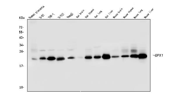 Western blot analysis of GPX1 using anti-GPX1 Antibody.
Electrophoresis was performed on a 5-20% SDS-PAGE gel at 70V (Stacking gel) / 90V (Resolving gel) for 2-3 hours. The sample well of each lane was loaded with 50ug of sample under reducing conditions.
Lane 1: human placenta tissue lysates,
Lane 2: human U-87 whole cell lysates,
Lane 3: human THP-1 whole cell lysates,
Lane 4: human U-937 whole cell lysates,
Lane 5: human HepG2 whole cell lysates,
Lane 6: rat brain tissue lysates,
Lane 7: rat thymus tissue lysates,
Lane 8: rat lung tissue lysates,
Lane 9: rat liver tissue lysates,
Lane 10: mouse brain tissue lysates,
Lane 11: mouse thymus tissue lysates,
Lane 12: mouse lung tissue lysates,
Lane 13: mouse liver tissue lysates.
After Electrophoresis, proteins were transferred to a Nitrocellulose membrane at 150mA for 50-90 minutes. Blocked the membrane with 5% Non-fat Milk/ TBS for 1.5 hour at RT. The membrane was incubated with mouse anti-GPX1 antigen affinity purified monoclonal antibody at 0.5 ug/mL overnight at 4°C, then washed with TBS-0.1%Tween 3 times with 5 minutes each and probed with a goat anti-mouse IgG-HRP secondary antibody at a dilution of 1:10000 for 1.5 hour at RT. The signal is developed using an Enhanced Chemiluminescent detection (ECL) kit with Tanon 5200 system. A specific band was detected for GPX1 at approximately 22KD. The expected band size for GPX1 is at 22KD.