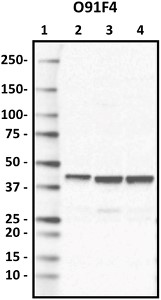 Western blot of purified anti-Glutamine synthetase antibody (clone P91E4). Lane
1: Molecular weight marker;
Lane 2: 10 μg of human brain lysate; Lane 3: 10 μg of mouse brain lysate; Lane 4: 10 μg of rat brain lysate. The blot was incubated with 1 μg/mL of the primary antibody overnight at 4°C, followed by incubation with HRP-labeled goat anti-mouse IgG. Enhanced chemiluminescence was used as the detection system.