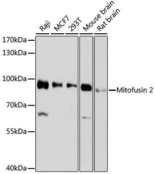Western blot analysis of extracts of
various cell lines, using Mitofusin 2
antibody  at 1:1000 dilution.
Secondary antibody: HRP Goat Anti-
Rabbit IgG (H+L) at 1:10000
dilution.
Lysates/proteins: 25ug per lane.
Blocking buffer: 3% nonfat dry milk in
TBST.
Detection: ECL West Pico Plus.  
Exposure time: 90s.