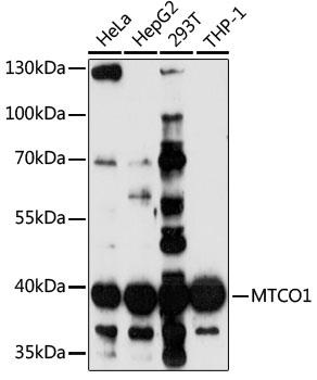 Western blot analysis of extracts of various cell lines, using MTCO1 antibody 1:1000 dilution .Secondary antibody: HRP Goat Anti-Rabbit IgG (H+L) at 1:10000 dilution.Lysates/proteins: 25ug per lane.Blocking buffer: 3% nonfat dry milk in TBST.
Detection: ECL Enhanced Kit
Exposure time: 15s.