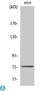 Western Blot (WB) analysis
of specific cells using
EOMES polyclonal antibody.