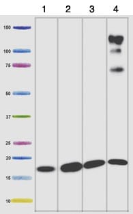All lanes : Anti-NDUFB8 antibody [20E9DH10C12] at 0.5 µg/ml
Lane 1 : Isolated mitochondria from Human heart at 5 µg
Lane 2 : Isolated mitochondria from cow heart at 1 µg
Lane 3 : Isolated mitochondria from rat heart at 10 µg
Lane 4 : Isolated mitochondria from mouse heart at 10 µg