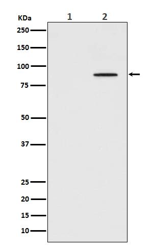 Western blot analysis of Phospho-STAT3 (Tyr705) expression in (1) HeLa cell lysate; (2) HeLa cell lysate treated with IFN-a. Electrophoresis was performed on a 5-20% SDS-PAGE gel at 70V (Stacking gel) / 90V (Resolving gel) for 2-3 hours. The sample well of each lane was loaded with 50ug of sample under reducing conditions. After Electrophoresis, proteins were transferred to a Nitrocellulose membrane at 150mA for 50-90 minutes. Blocked the membrane with 5% Non-fat Milk/ TBS for 1.5 hour at RT. The membrane was incubated with rabbit anti- STAT3 monoclonal antibody overnight at 4°C, then washed with TBS-0.1%Tween 3 times with 5 minutes each and probed with a goat anti-rabbit IgG-HRP secondary antibody at a dilution of 1:10000 for 1.5 hour at RT. The signal is developed using an Enhanced Chemiluminescent detection (ECL) kit with Tanon 5200 system. A specific band was detected for STAT3