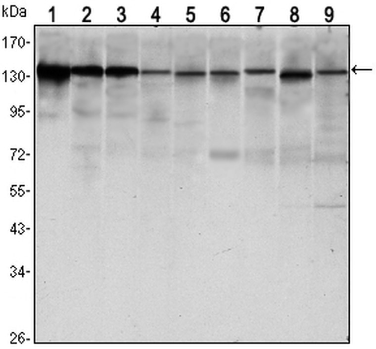 Western blot analysis using E-cadherin monoclonal antibody against LNCAP (1) , A431 (2) , DU145 (3) , PC-3 (4) , MCF-7 (5),PC-12 (6) , NIH/3T3 (7) , C6 (8) and COS7 (9) cell lysate.