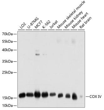 Western blot analysis of extracts of various cell lines, using COX IV antibody at 1:1000 dilution.
Secondary antibody: HRP Goat Anti-Mouse IgG (H+L)  at 1:10000 dilution. Lysates/proteins: 25ug per lane.
Blocking buffer: 3% nonfat dry milk in TBST.
Detection: ECL West Pico Plus.  Exposure time: 30s.