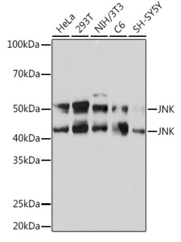 Western blot analysis of extracts of various cell lines,
using JNK1/2/3 Rabbit mAb at 1:1000 dilution.
Secondary antibody: HRP Goat Anti-Rabbit IgG (H+L)
at 1:10000 dilution.
Lysates/proteins: 25ug per lane.
Blocking buffer: 3% nonfat dry milk in TBST.
Detection: ECL West Pico Plus.
Exposure time: 30s.