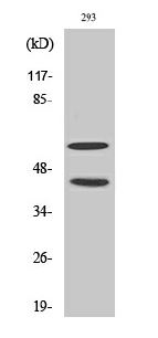 Western blot analysis of 293 cells using Phospho-JNK (T183/Y185) Antibody diluted at 1:1000