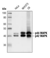 Western blot analysis of extracts from HeLa, NIH/3T3 and C6 cells, using p44/42 MAPK (Erk1/2) (137F5) Rabbit mAb.