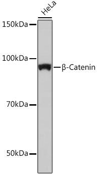 Western blot analysis of extracts of HeLa cells, using β-Catenin antibody at 1:1000 dilution. Secondary antibody: HRP Goat Anti-Rabbit IgG (H+L) at 1:10000 dilution.
Lysates/proteins: 25ug per lane. Blocking buffer: 3% nonfat dry milk in TBST.
Detection: ECL West Pico Plus. Exposure time: 10s.