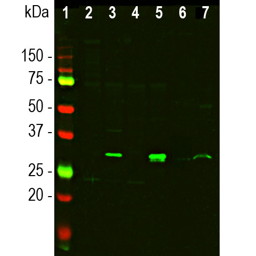Western blot analysis of different tissue and cell lysates using rabbit pAb to galectin 3, dilution 1:5,000 in green: 
[1] protein standard and mouse tissue lysates:
[2] heart,
[3] liver,
[4] kidney,
[5] lung, [6] rat cortical neuron-glial primary cell culture lysate and
[7] pig spinal cord lysate. The band at about 30kDa corresponds to the galectin 3 protein.