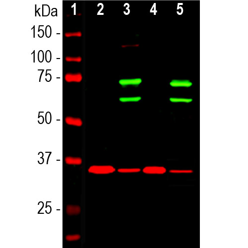 Western blot analysis of cytosolic or nuclear enriched fractions of
cell lines probed with chicken pAb to lamin A/C, ,
dilution 1:1,000 in green: [1] protein standard (red), [2] HeLa
cytosol, HeLa nuclear, [4] NIH-3T3 cytosol, and [5] NIH-3T3
nuclear fractions. Two strong bands at 65kDa and 74kDa correspond to lamin A and lamin C proteins respectively, detected exclusively in the nuclear fractions. The same blot was simultaneously probed with
mouse mAb to GAPDH, in red. The single band at 37kDa
represents GAPDH protein which is expressed predominantly in the
cytosolic fractions.