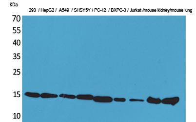 Western Blot analysis of 293, HepG2, A549, SHSY5Y, PC-12, BXPC-3, Jurkat, mouse kidney, mouse lung cells
using CyPA Polyclonal Antibody. Secondary antibody was diluted at 1:20000