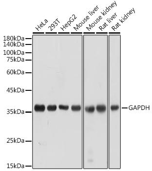 Western blot analysis of extracts of various cell lines, using GAPDH antibody at 1:10000
dilution.Secondary antibody: HRP Goat Anti-Rabbit IgG (H+L) at 1:10000 dilution.
Lysates/proteins: 25ug per lane.
Blocking buffer: 3% nonfat dry milk in TBST.
Detection: ECL West Pico Plus.
Exposure time: 1s.