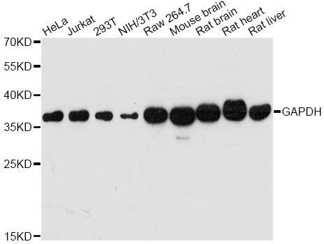 Western blot analysis of extracts of various cell lines, using GAPDH antibody at 1:10,000 dilution.
Secondary antibody: HRP Goat Anti-Mouse IgG (H+L) at 1:10,000 dilution.
Lysates/proteins: 25ug per lane.
Blocking buffer: 3% nonfat dry milk in TBST.
Detection: ECL Basic Kit 
Exposure time:60s