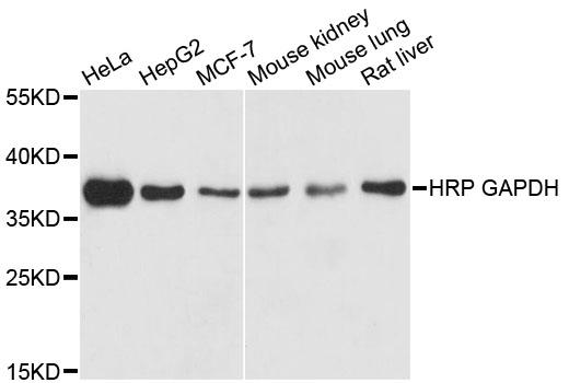 Western blot analysis of extracts of various cell lines, using- HRP-Conjugated GAPDH
Antibody at 1:5000 dilution.
Lysates/Proteins: 25ug per lane.
Blocking buffer: 3% nonfat dry milk in TBST.
Detection: ECL Basic.
Exposure time: 90s