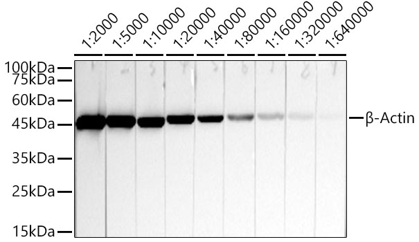 Western blot analysis of extracts of HeLa cells, using β-Actin Mouse mAb at 1:2000- 1:640000
dilution.
Secondary antibody: HRP Goat Anti-Mouse IgG (H+L) at 1:10000 dilution.
Lysates/proteins: 25μg per lane.
Blocking buffer: 3% nonfat dry milk in TBST.
Detection: ECL West Pico Plus.
Exposure time: 10s.