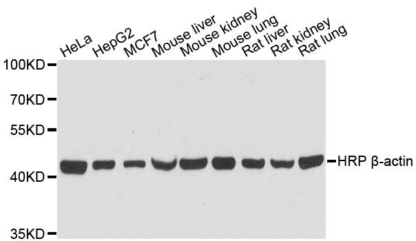 Western blot analysis of extracts of various cell lines, using HRP-Conjugated β-actin antibody at 1:50000 dilution.
Lysates/proteins: 25ug per lane.
Blocking buffer: 3% nonfat dry milk in TBST.
Detection: ECL Basic Kit
Exposure time: 3s.