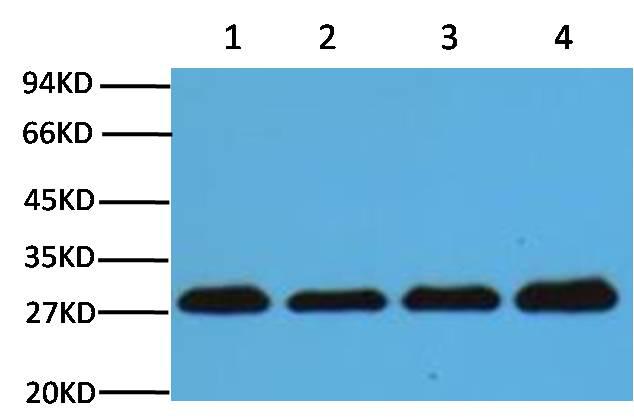 Western blot analysis of Hela (1) Rat brain (2) NIH 3T3 (3) 293T(4) with PCNA mouse mAb(12D10) diluted at:5000.