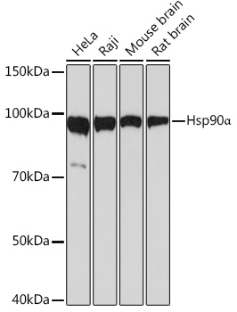 Western blot analysis of extracts of various cell lines, using Hsp90α Rabbit mAb at 1:1000 dilution.
Secondary antibody: HRP Goat Anti-Rabbit IgG (H+L) at 1:10000 dilution.
Lysates/proteins: 25ug per lane.
Blocking buffer: 3% nonfat dry milk in TBST.
Detection: ECL West Pico Plus.
Exposure time: 3s.