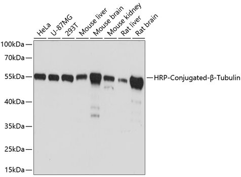 Western blot analysis of extracts of various cell lines, using β-Tubulin antibody HRP conj. at 1:5,000 dilution.
Secondary antibody: HRP Goat Anti-Mouse IgG (H+L) at 1:10,000 dilution.
Lysates/proteins: 25ug per lane.
Blocking buffer: 3% nonfat dry milk in TBST.
Detection: ECL West Pico Plus Kit.
Exposure time: 1s.