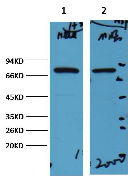 Western blot analysis of) Hela 2) Mouse Brain with HSP70 mAb diluted
at:2000
