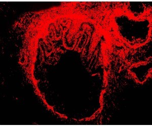 IHC(P) of Rat Cardiac Muscle Tissue using 
Anti-alpha-Smooth Muscle Actin antibody