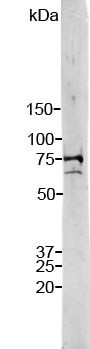 Strip blot of crude HeLa cell extract stained with RPCA-LaminAC. Note two strong and clean bands at 74 kDa and 65 kDa, corresponding to Lamin A and C.