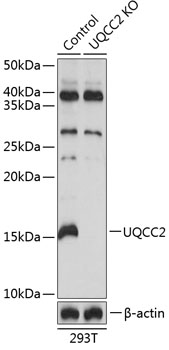Western blot analysis of extracts from normal (control) and  UQCC2 knockout (KO) 293T cells, using
MNF1  antibody at 1:1000 dilution.
Secondary antibody: HRP Goat Anti-Rabbit IgG (H+L)at 1:10000 dilution.
Lysates/proteins: 25ug per lane.
Blocking buffer: 3% nonfat dry milk in TBST.
Detection: ECL West Pico Plus. 
Exposure time: 1s.