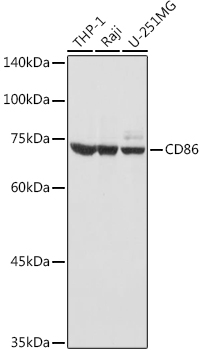 Western blot analysis of extracts of various cell lines, using CD86 antibody at 1:1000 dilution.  Secondary antibody: HRP Goat Anti-Rabbit IgG (H+L) at 1:10000 dilution.
Lysates/proteins: 25ug per lane.
Blocking buffer: 3% nonfat dry milk in TBST.
Detection: ECL West Pico Plus. 
Exposure time: 1s