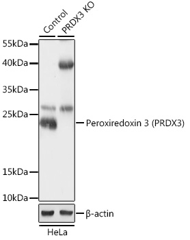 Western blot analysis of extracts from normal (control) and Peroxiredoxin 3 (PRDX3)
knockout (KO) HeLa cells, using Peroxiredoxin 3 (PRDX3) antibody at 1:500 dilution.
Secondary antibody: HRP Goat Anti-Rabbit IgG (H+L) at 1:10000 dilution.
Lysates/proteins: 25ug per lane.
Blocking buffer: 3% nonfat dry milk in TBST.
Detection: ECL Basic Kit .
Exposure time: 1min.
