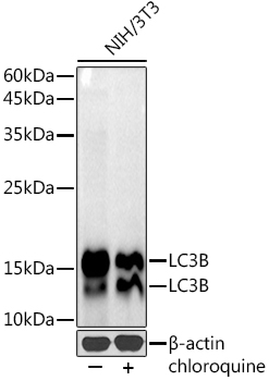Western blot analysis of extracts of NIH/3T3 cells, using LC3B antibody at 1:1000
dilution.NIH/3T3 cells were treated by Chloroquine (50 μM) at 37℃ for 20 hours.
Secondary antibody: HRP Goat Anti-Rabbit IgG (H+L)  at 1:10000 dilution.
Lysates/proteins: 25ug per lane.
Blocking buffer: 3% nonfat dry milk in TBST.
Detection: ECL West Pico Plus.   
Exposure time: 60s.