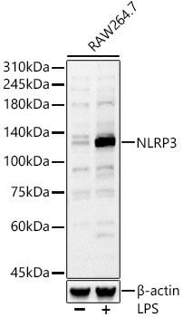 Western blot analysis of RAW264.7, using NLRP3
antibody at 1:770 dilution.Raw264.7 cells
were treated by LPS (1 μg/ml) at 37℃ for 8 hours.
Secondary antibody: HRP Goat Anti-Rabbit IgG (H+L)
at 1:10000 dilution.
Lysates/proteins: 25ug per lane.
Blocking buffer: 3% nonfat dry milk in TBST.
Detection: ECL West Pico Plus.
Exposure time: 60s.