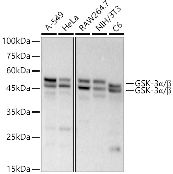 Western blot analysis of various lysates, using GSK-3α/β antibody at 1:23000 dilution.
Secondary antibody: HRP Goat Anti-Rabbit IgG (H+L) at 1:10000 dilution.
Lysates/proteins: 25ug per lane.
Blocking buffer: 3% nonfat dry milk in TBST.
Detection: ECL Basic Kit.
Exposure time: 90s.