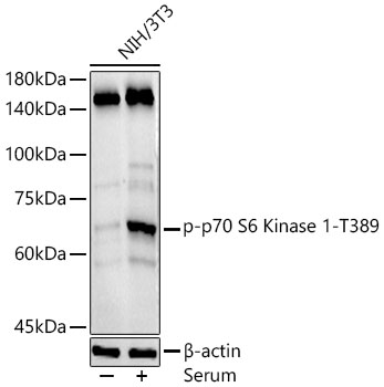 Western blot analysis of NIH/3T3, using Phospho-p70 S6K1 (T389) antibody at 1:500 dilution. NIH/3T3 cells were treated by 10% FBS at 37℃ for 30 minutes after serum-starvation overnight.
Secondary antibody: HRP Goat Anti-Rabbit IgG (H+L) at 1:10000 dilution.
Lysates/proteins: 25ug per lane.
Blocking buffer: 3% nonfat dry milk in TBST.
Detection: ECL Basic Kit 
Exposure time: 180s.