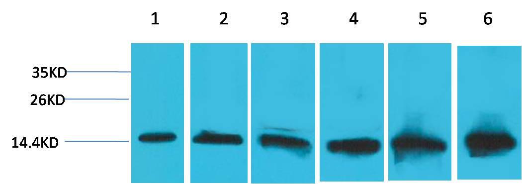 Western blot analysis of  1) Hela 2) 293T 3)3T3 4)Mouse Liver Tissue 5) Rat Liver Tissue 6) Rat Kidney Tissue with Cytochrome C Mouse Mab diluted at 1:2000.