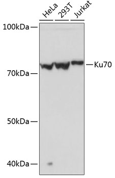 Western blot analysis of extracts of various cell lines, using Ku70 Rabbit mAb  at 1:1000 dilution.
Secondary antibody: HRP Goat Anti-Rabbit IgG (H+L) at 1:10000 dilution.
Lysates/proteins: 25ug per lane.
Blocking buffer: 3% nonfat dry milk in TBST.
Detection: ECL West Pico Plus
Exposure time: 1s.