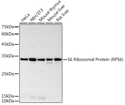Western blot analysis of extracts of various cell lines, using RPS6 antibody at 1:1000 dilution.  Secondary antibody: HRP Goat Anti-Rabbit IgG (H+L) at 1:10000 dilution.
Lysates/proteins: 25ug per lane.
Blocking buffer: 3% nonfat dry milk in TBST.
Detection: ECL Basic Kit.
Exposure time: 180s.